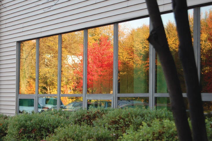 66fb110d46a0237add13c214 Paw Pleotint