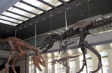 66fb118b69139637004b9838 Dinosaur20hall201