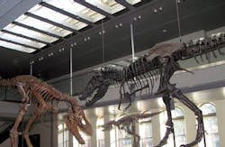 66fb118b69139637004b9838 Dinosaur20hall201 66fb118b69139637004b9838 Dinosaur20hall201