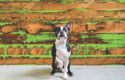 66fb12721bbf3c315c54222a Viridian20reclaimed20wood20copy 66fb12721bbf3c315c54222a Viridian20reclaimed20wood20copy