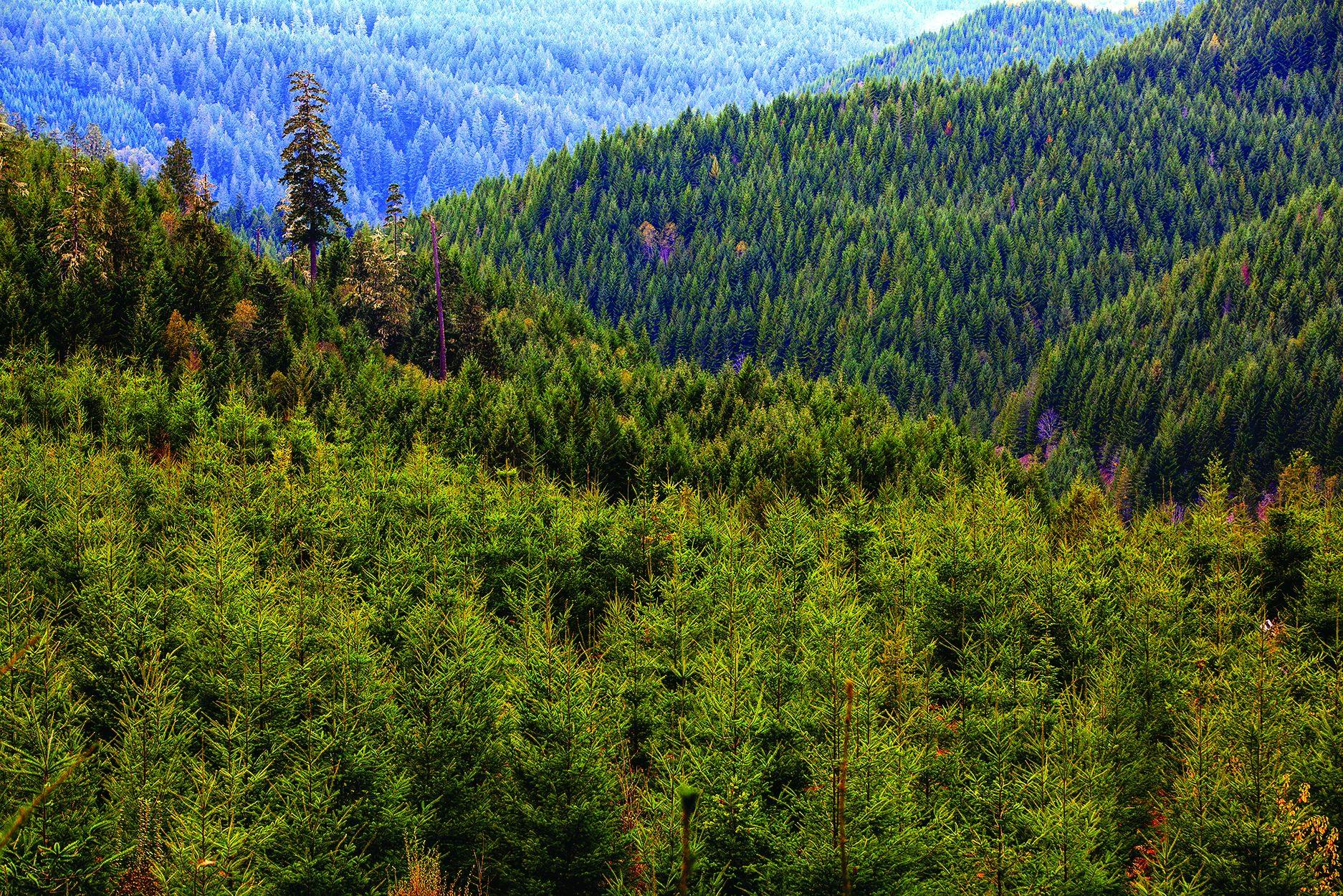 66fb137c1a3f594506d4f9d2 The20impact20of20wood20use Image