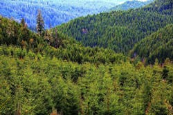 66fb137c1a3f594506d4f9d2 The20impact20of20wood20use Image 66fb137c1a3f594506d4f9d2 The20impact20of20wood20use Image