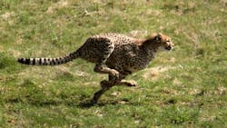 66fb16671a3f59f8dad4fce3 Acinonyxjubatus 66fb16671a3f59f8dad4fce3 Acinonyxjubatus