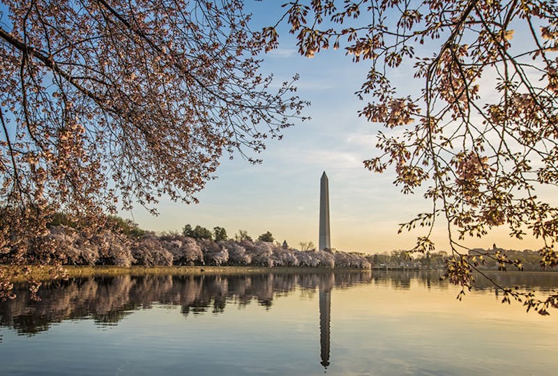 66fb17011a3f59c1f3d4fe72 Dc Tidalbasin1