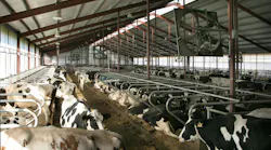 Spring Valley Holsteins 9