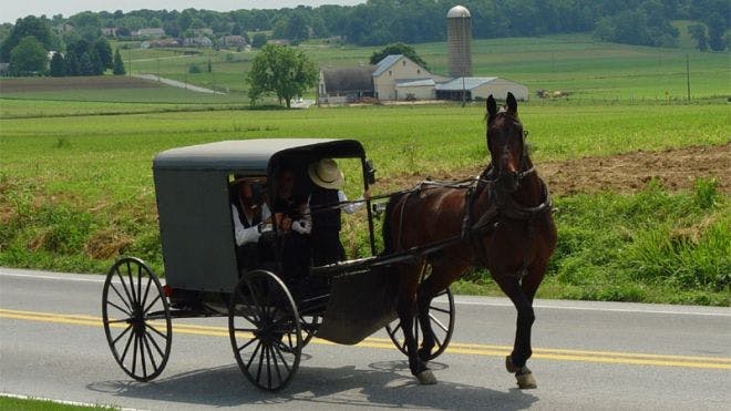 66fb1b9d691396ac6c4ba883 Amish Buggy