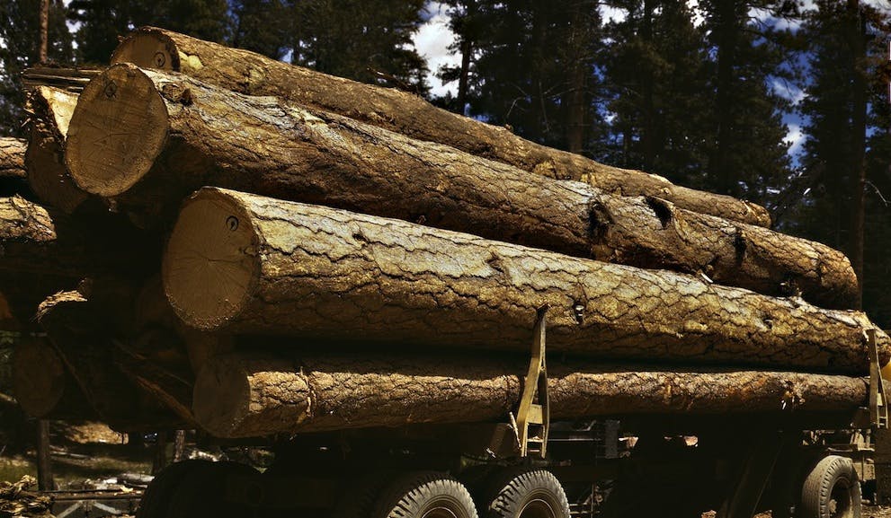 66fb1bda816f261d04c3aa77 Lumber