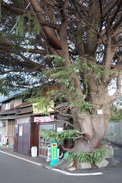 66fb1e3a46a0231c7d13d573 Cedrus Deodara 66fb1e3a46a0231c7d13d573 Cedrus Deodara