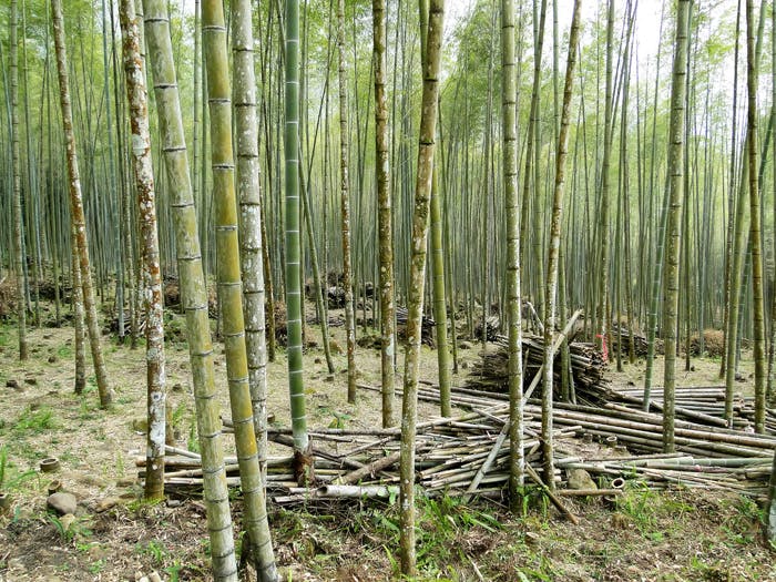 66fb1e42369555bd6d42206b Moso20bamboo