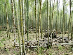 66fb1e42369555bd6d42206b Moso20bamboo 66fb1e42369555bd6d42206b Moso20bamboo