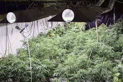 Bill aims to harmonize policy regarding federal, state marijuana laws Bill aims to harmonize policy regarding federal, state marijuana laws