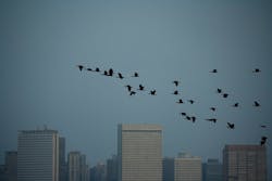 Chicago suburb considers bird collision deterrent requirement on all new buildings Chicago suburb considers bird collision deterrent requirement on all new buildings