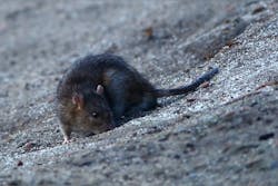 66fb1f9cf503dd753c7666e3 Rat 66fb1f9cf503dd753c7666e3 Rat