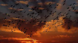 Birds