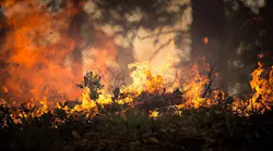 Wildfire