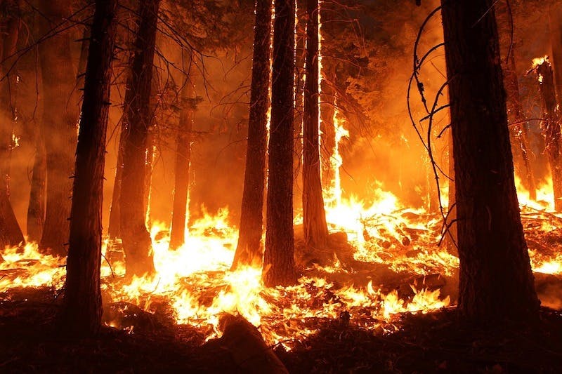 66fb2224f503ddaa90766c15 Wildfire 2