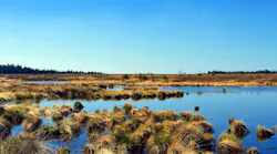 Wetlands