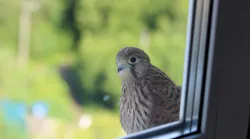 Bird Friendly glass