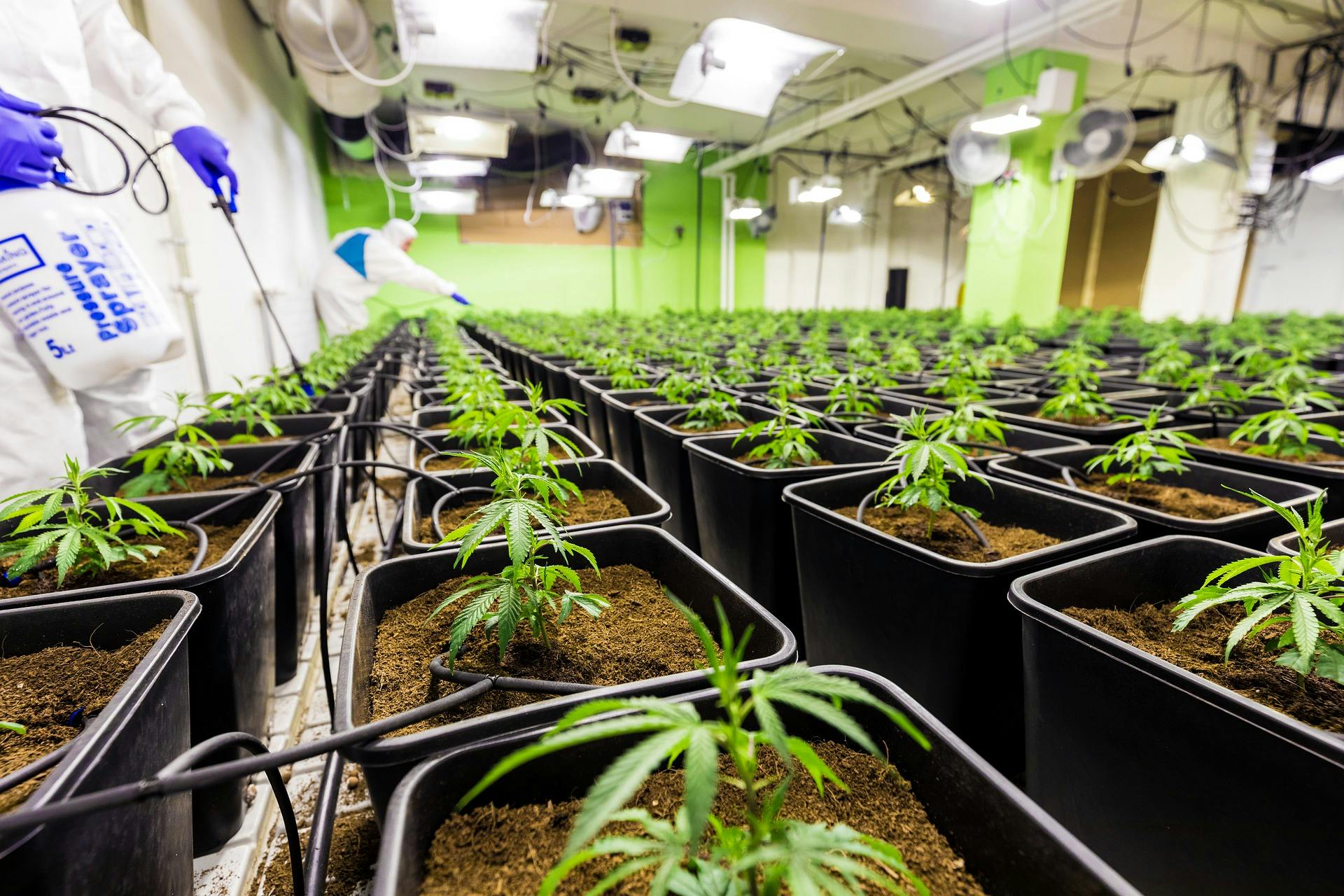 Image by Pf&uuml;deri from Pixabay - Legal cannabis has cities grappling with odor complaints