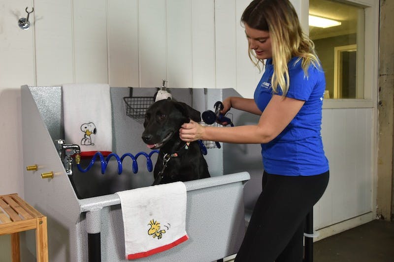 66fc15e43695553e7c423cc3 Cool20dog20wash20tub201