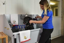 66fc15e43695553e7c423cc3 Cool20dog20wash20tub201 66fc15e43695553e7c423cc3 Cool20dog20wash20tub201