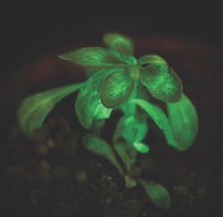 Starlight%20 Avatar%202%20copy Starlight%20 Avatar%202%20copy