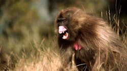 Baboons Are Terrifying Baboons Are Terrifying