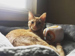 Kylo Pico De Gallo Kylo Pico De Gallo