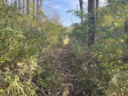 Desire path through a forest Desire path through a forest