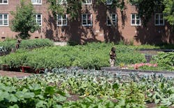 Urban%20farm%205 Urban%20farm%205