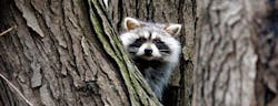 Raccoon Photo From Ap Raccoon Photo From Ap