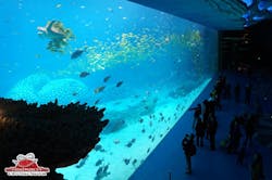 This One Is Supposedly A Little Larger Than The One In Singapores Marine Life Park Big%5 B1%5 D This One Is Supposedly A Little Larger Than The One In Singapores Marine Life Park Big%5 B1%5 D