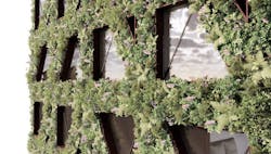 Close up of Citicape House living wall Close up of Citicape House living wall