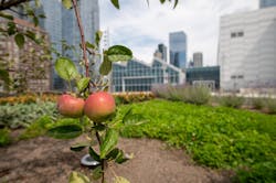 Javits Center rooftop apple orchard Javits Center rooftop apple orchard