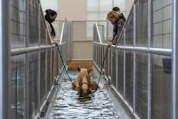 Vida Horse Vida Horse