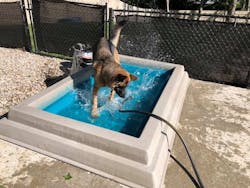 Cool Dog Splash Pool 2 Cool Dog Splash Pool 2